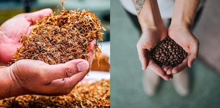 Nicotine vs Coffee: Detailed Comparison & Main Differences