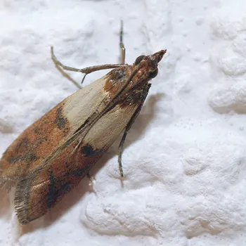 Do Pantry Moths Eat Coffee? What to Watch For