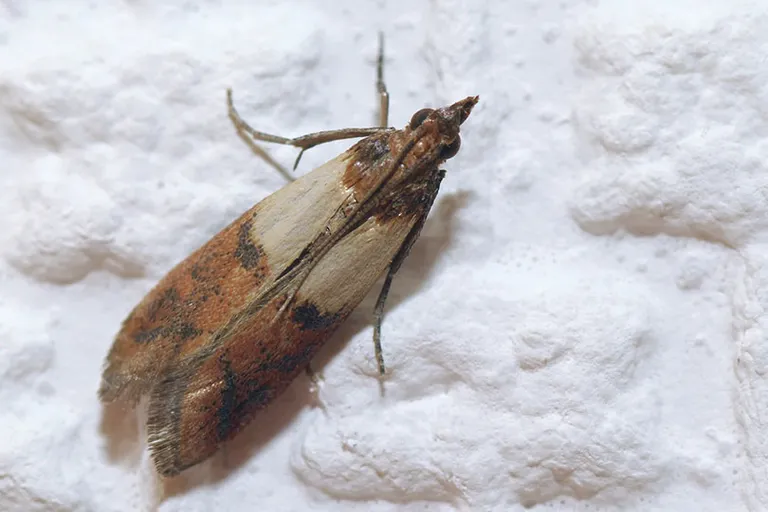 Do Pantry Moths Eat Coffee? What to Watch For