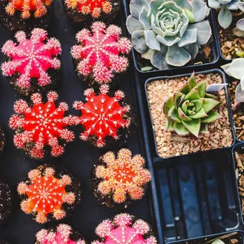 Are Coffee Grounds Good for Succulents? What to Know