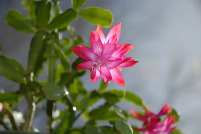 Are Coffee Grounds Good for Christmas Cactus? What to Know