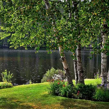 7 Trees That Like Coffee Grounds: Gardening Tips