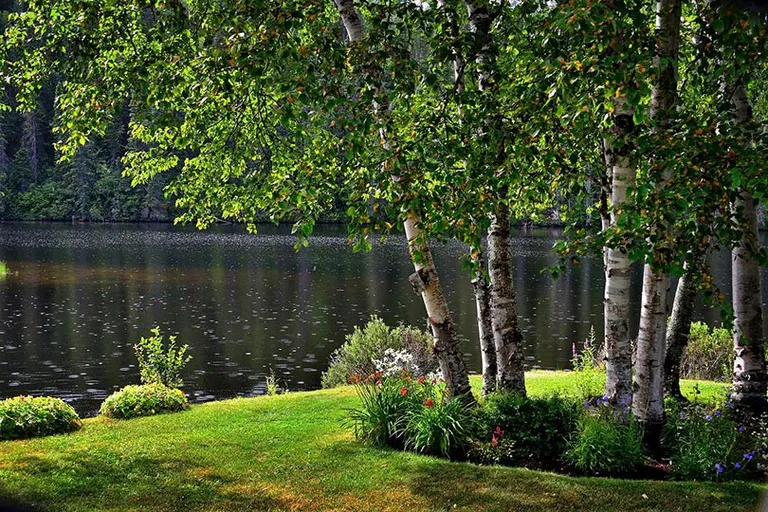 7 Trees That Like Coffee Grounds: Gardening Tips