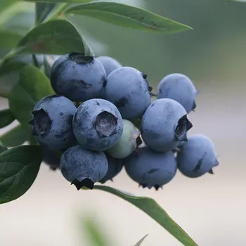 Are Coffee Grounds Good for Blueberry Bushes? What to Know!