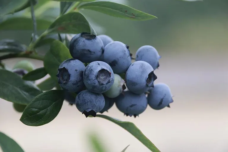 Are Coffee Grounds Good for Blueberry Bushes? What to Know!