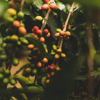 Where Is Arabica Coffee Grown? What to Know!