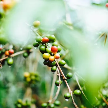 Where Is Coffee Grown in South America? Top 4 Countries