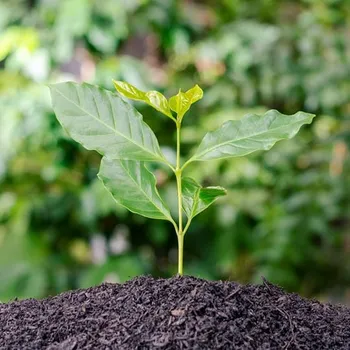How Long Does It Take to Grow Coffee Beans? Surprising!