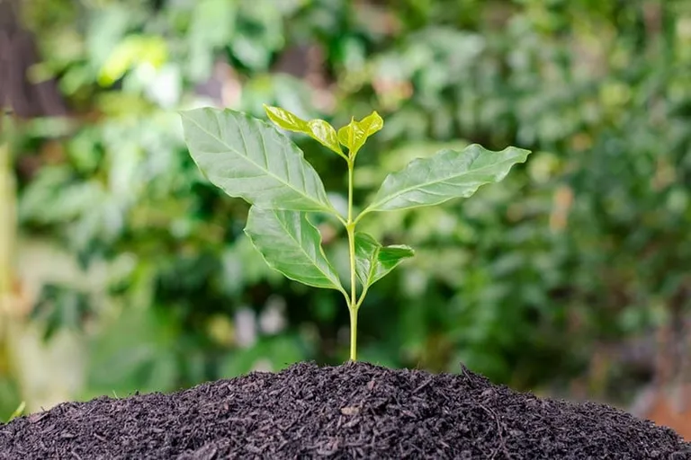 How Long Does It Take to Grow Coffee Beans? Surprising!