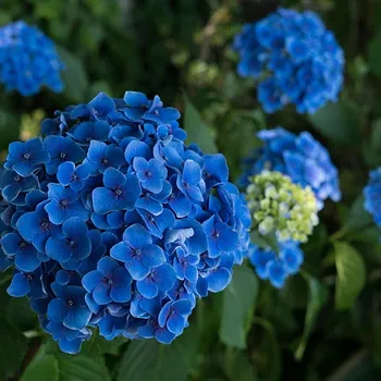 Are Coffee Grounds Good for Hydrangeas? What to Know