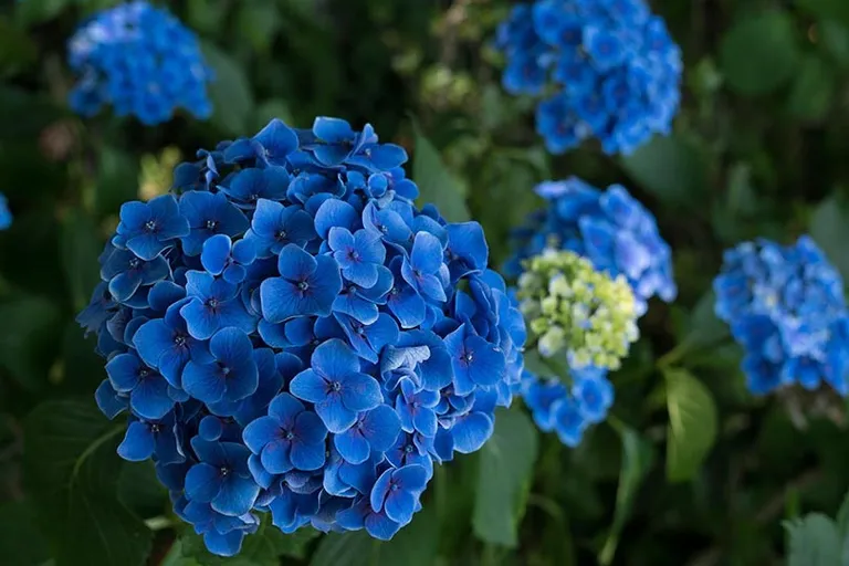 Are Coffee Grounds Good for Hydrangeas? What to Know