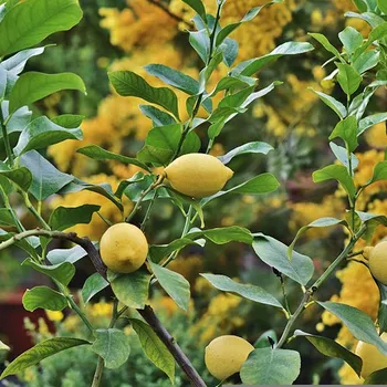 Are Coffee Grounds Good for Lemon Trees? What to Know!