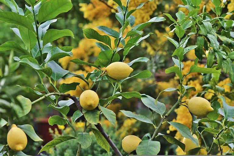 Are Coffee Grounds Good for Lemon Trees? What to Know!