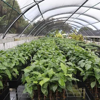 Growing Coffee in a Greenhouse: What You Need to Know