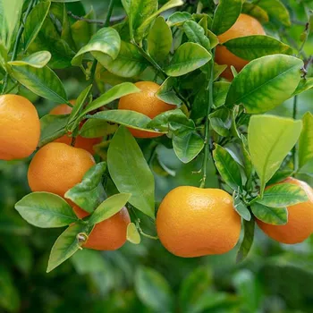 Are Coffee Grounds Good for Citrus Trees? The Surprising Answer