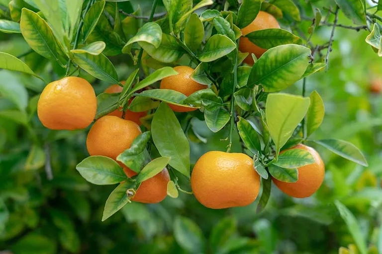 Are Coffee Grounds Good for Citrus Trees? The Surprising Answer