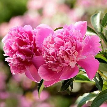 Are Coffee Grounds Good for Peonies? Gardening Facts to Know