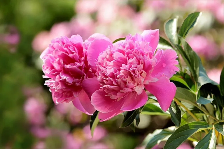 Are Coffee Grounds Good for Peonies? Gardening Facts to Know