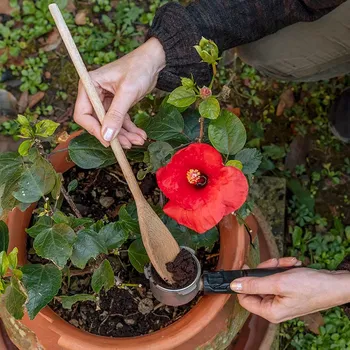 Are Coffee Grounds Good for Flowers? Helpful Gardening Tips