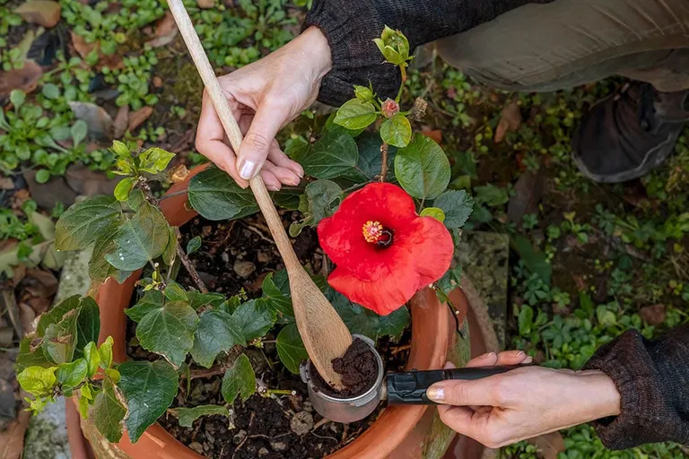 Are Coffee Grounds Good for Flowers? Helpful Gardening Tips