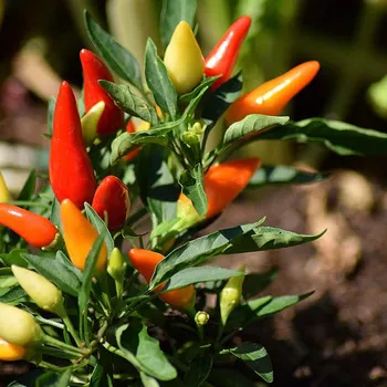 Are Coffee Grounds Good for Pepper Plants? Gardening Tips