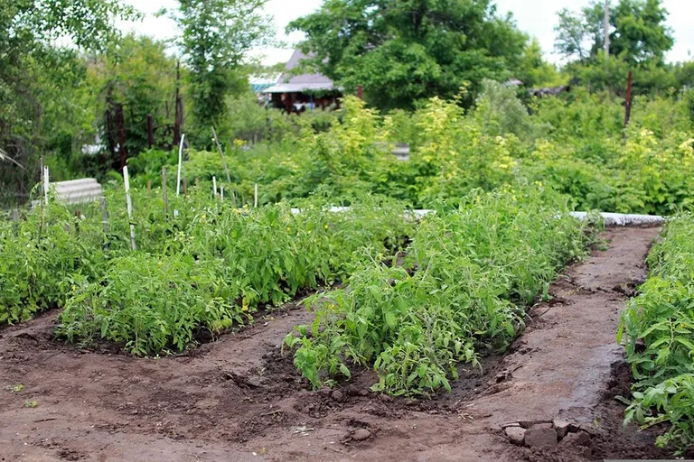 Are Coffee Grounds Good for Vegetable Gardens? Gardening Tips