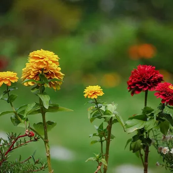 Are Coffee Grounds Good For Crepe Myrtles? What to Know
