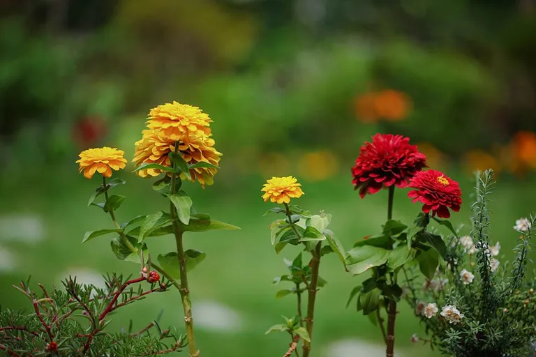 Are Coffee Grounds Good For Crepe Myrtles? What to Know