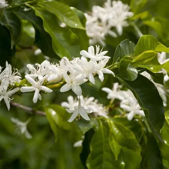 Do Coffee Plants Flower? Coffee Growing Facts to Know