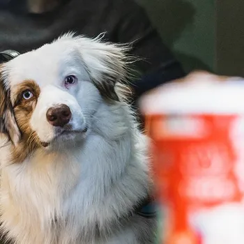 Does Dutch Bros Have a Dog Drink? The Surprising Answer! (2026 Update)