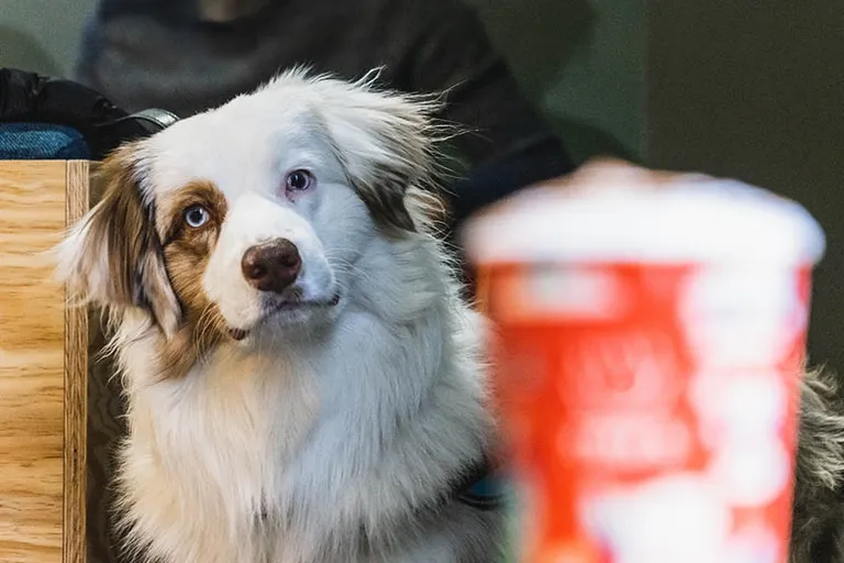 Does Dutch Bros Have a Dog Drink? The Surprising Answer! (2026 Update)