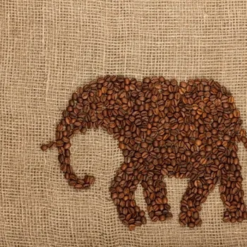 What Is Black Ivory Coffee? Elephant Poop Coffee Ethics, Price & More