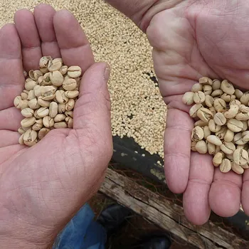 Is the World Running Out of Coffee? Supply Facts Explained