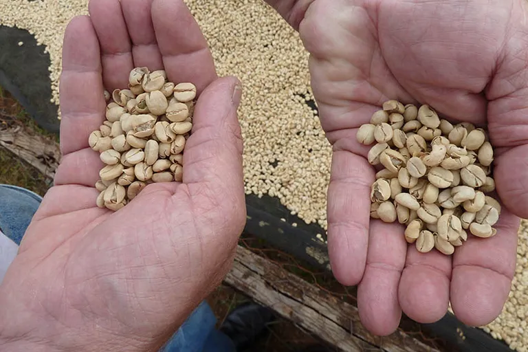 Is the World Running Out of Coffee? Supply Facts Explained