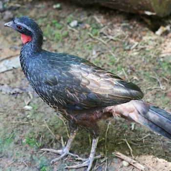 What Is Bird Poop Coffee? Ethics & FAQs