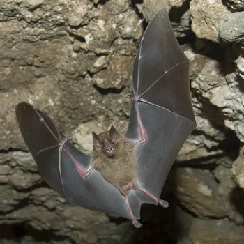 What Is Bat Poop Coffee? Facts & FAQ