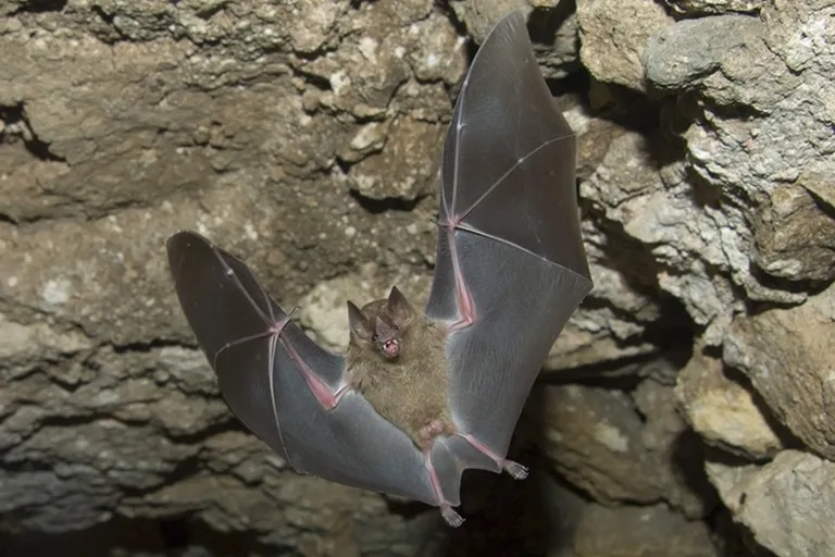 What Is Bat Poop Coffee? Facts & FAQ