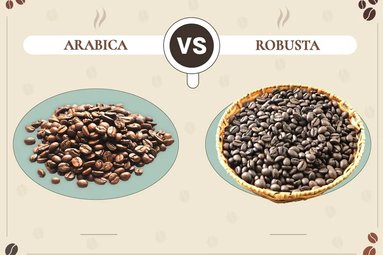 Arabica vs Robusta Coffee Beans: The Differences (With Pictures)