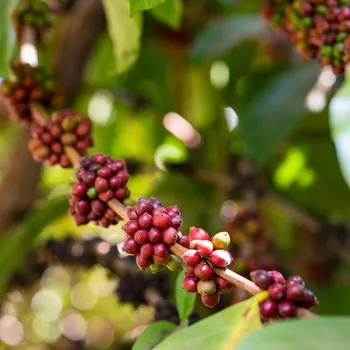 Excelsa Coffee Beans: Facts, Flavors & Pictures