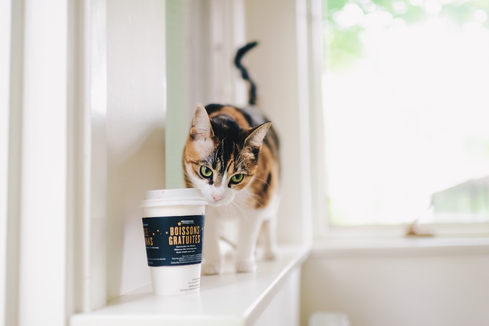 Cat with coffee cup