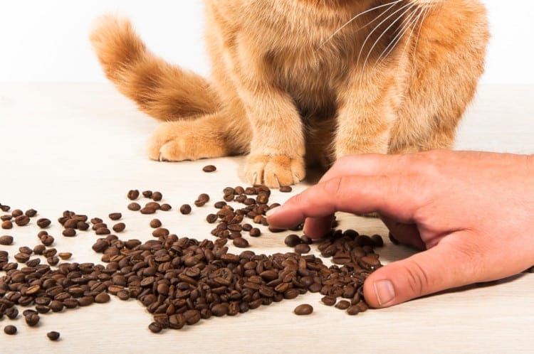 how you should react if your cat or dog drinks some coffee