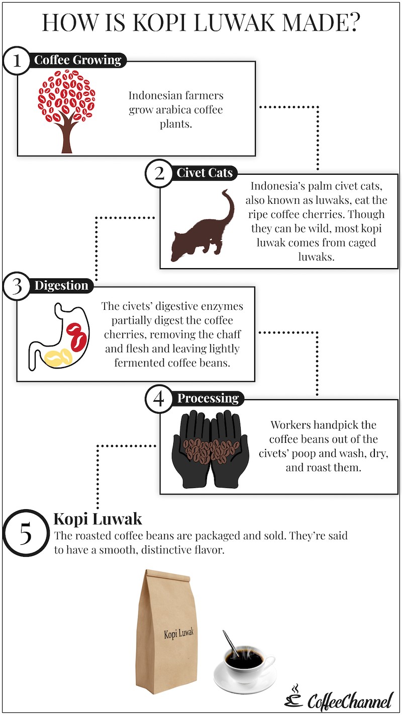 what is kopi luwak how is Kopi Luwak made infographic