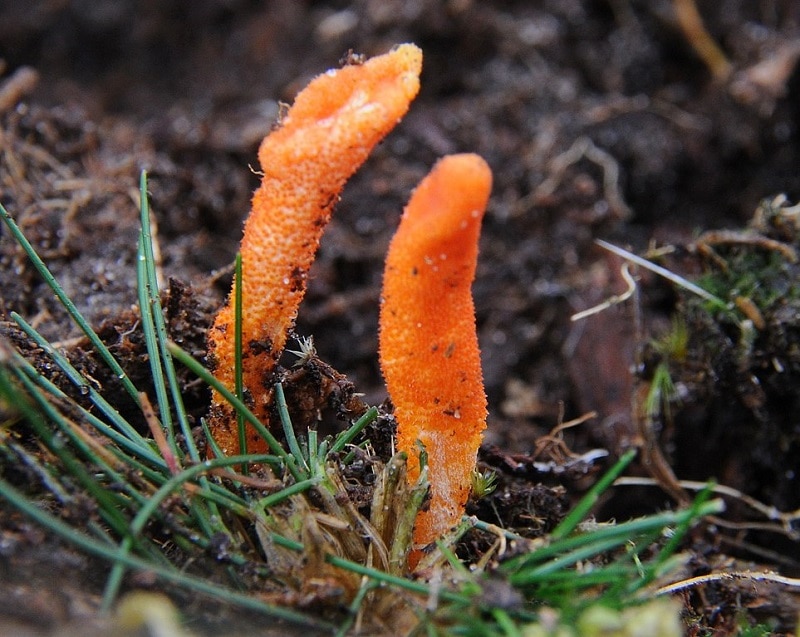 Cordyceps militaris mushroom wikimedia commons