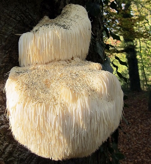 Lion's Maane Mushroom wikimedia commons