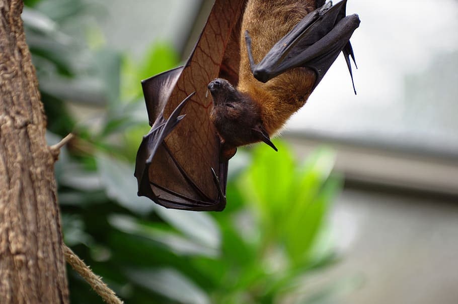 bat poop coffee