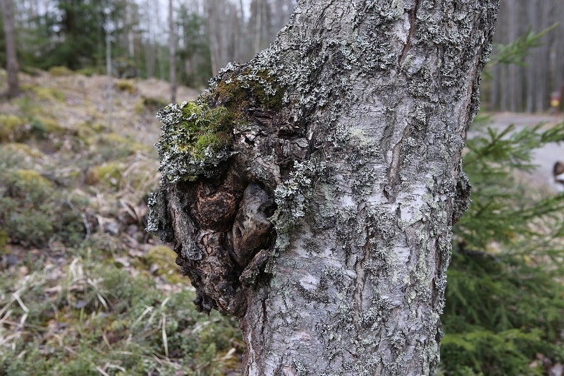 birch chaga mushroom pixabay