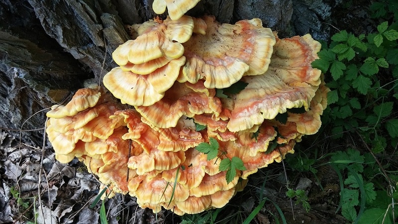 reishi mushroom pixabay