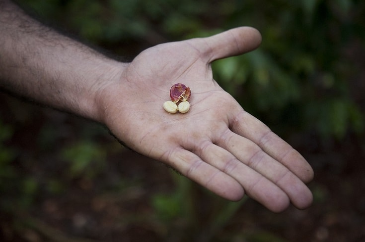 Coffee bean