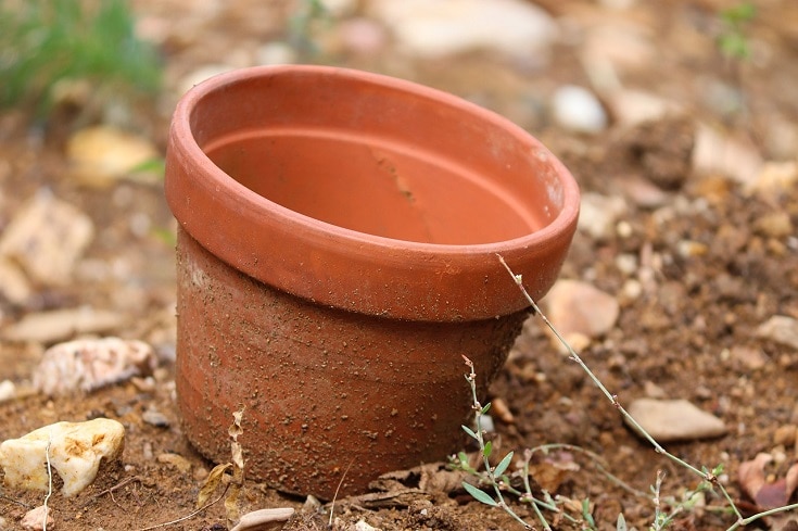 repotting