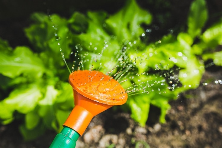 watering plant